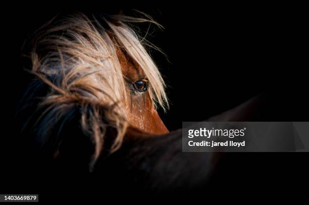 outer banks mustang in side light - animals in the wild stock pictures, royalty-free photos & images