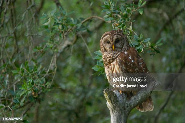 barred owl in live oak forest - barred owl stock pictures, royalty-free photos & images