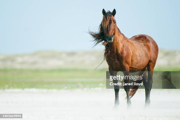 wild horse in wind on outer banks - caballo fotografías e imágenes de stock