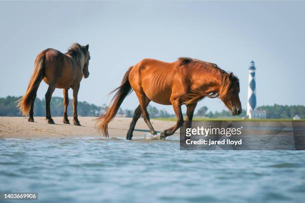 wild horses with cape lookout lighthouse - cape lookout national seashore stock pictures, royalty-free photos & images