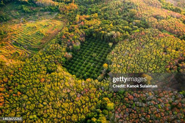 aerial view of palm tree and rubber tree plantation on mountain in thailand - climate finance stock pictures, royalty-free photos & images