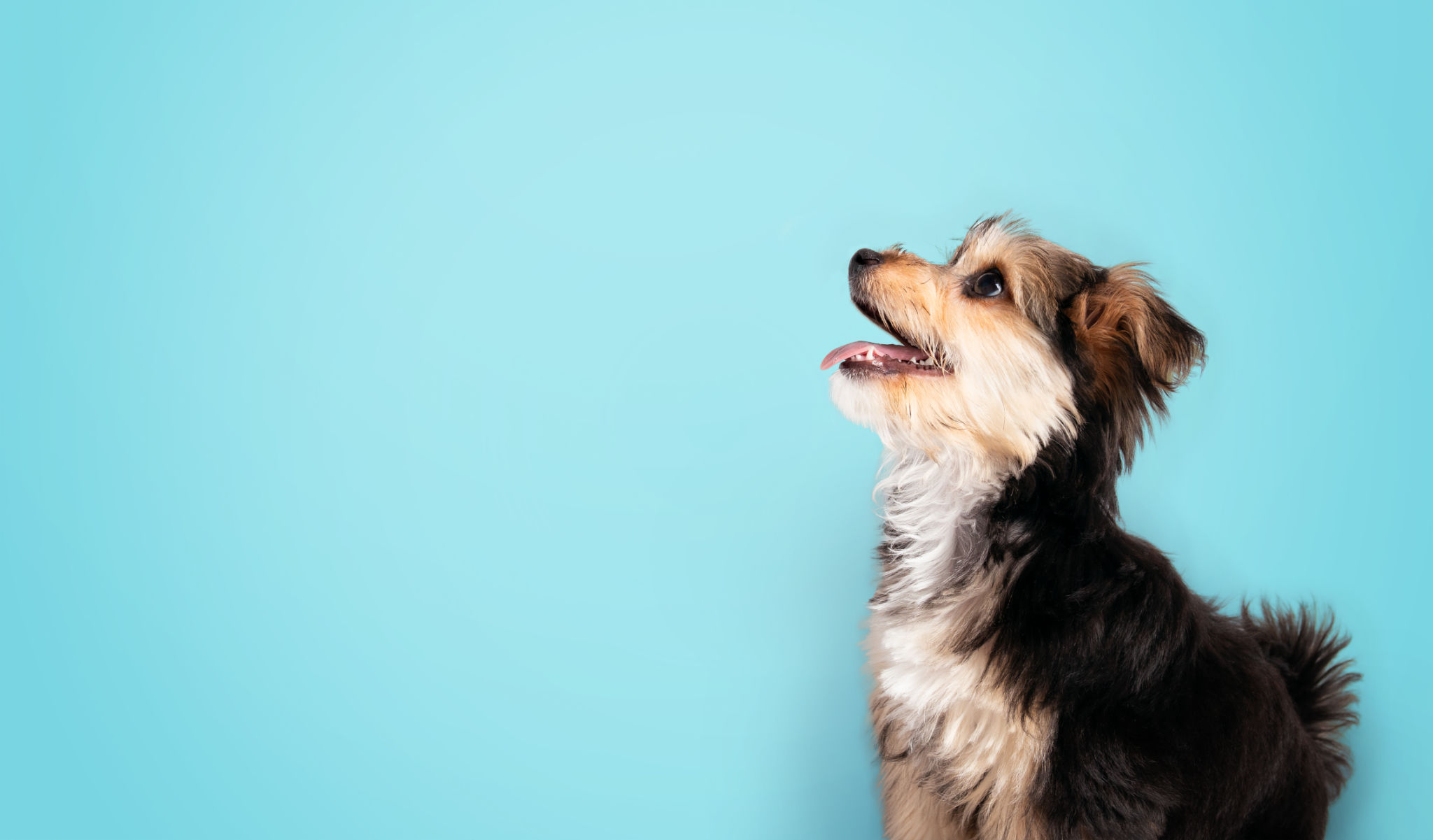 yorkshire terrier training