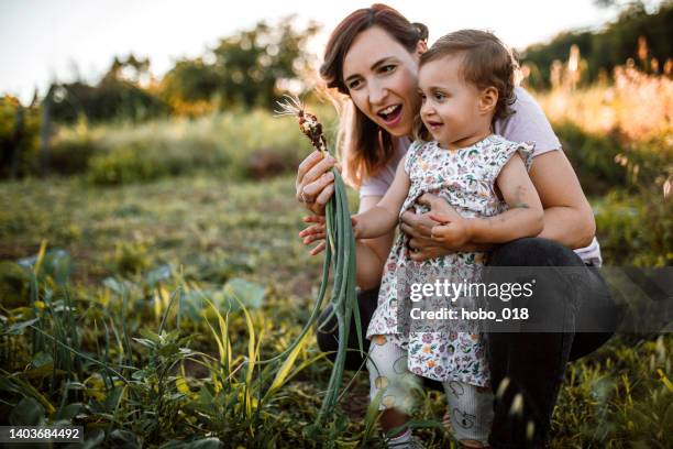 madre e hija recogiendo escalofríos en el jardín - cebolla de primavera fotografías e imágenes de stock