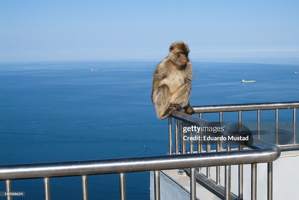 Wild monkey sitting on railing