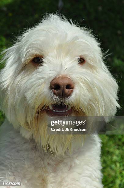 44 Hunter River Prince Edward Island Stock Photos, High-Res Pictures ...