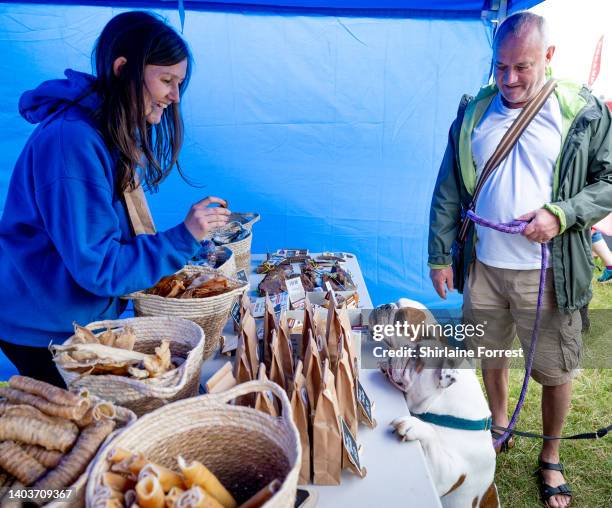 British Bulldogs smell treats at Dogfest at Tatton Park on June 18, 2022 in Knutsford, England.