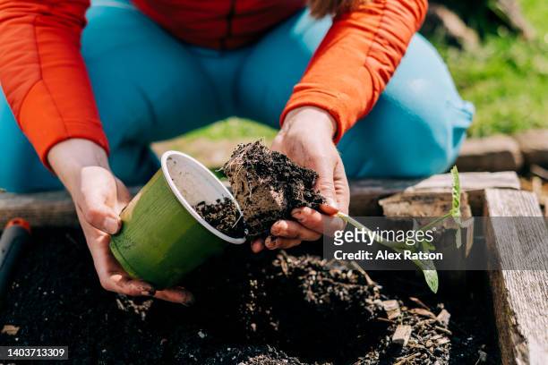 a person removes a plant from a small pot before planting it in a garden - alex gardner stock pictures, royalty-free photos & images
