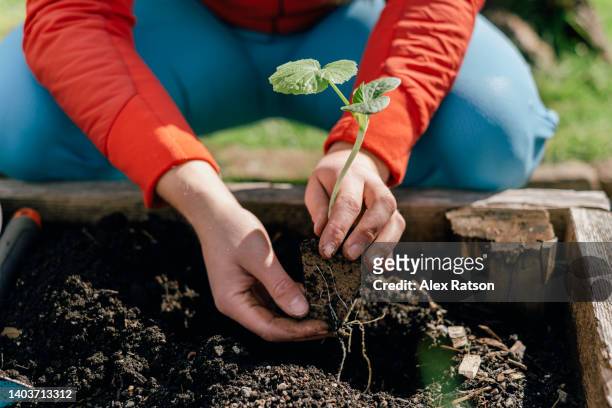 close up of a person holding a plant in their hands while gardening - blumenbeet stock-fotos und bilder