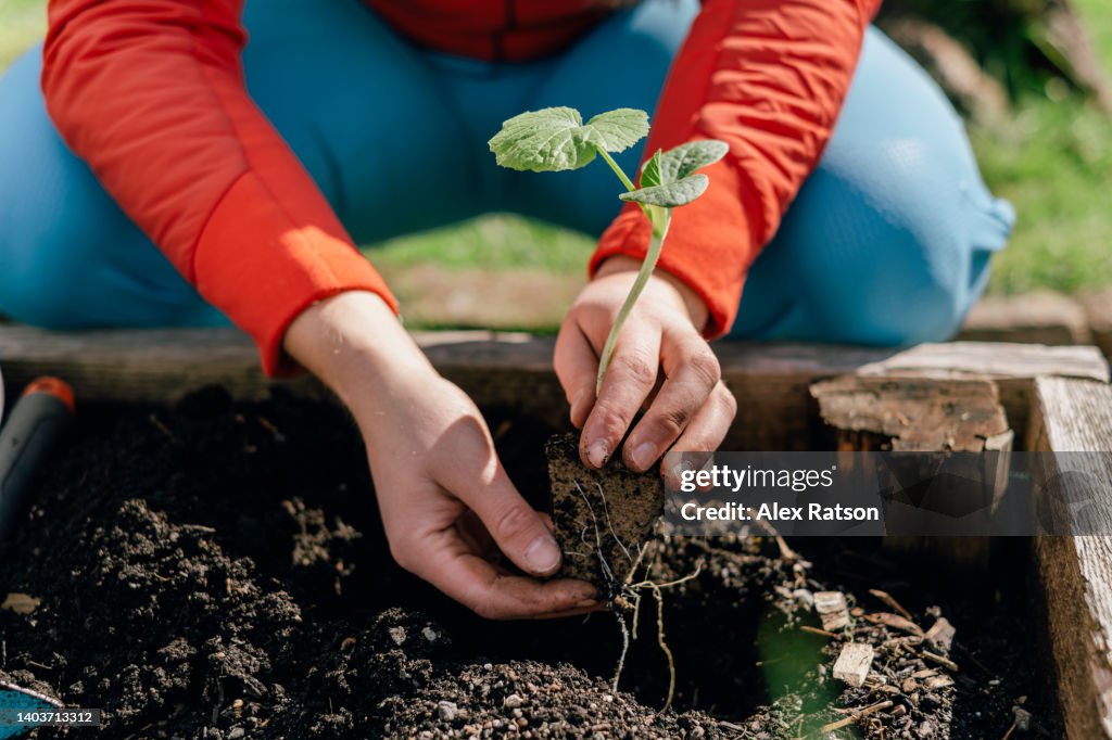 Close up of a person holding a plant in their hands while gardening
