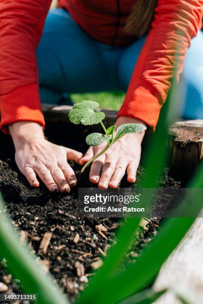 a person pats down the soil around a green plant in a backyard garden - alex gardner stock pictures, royalty-free photos & images
