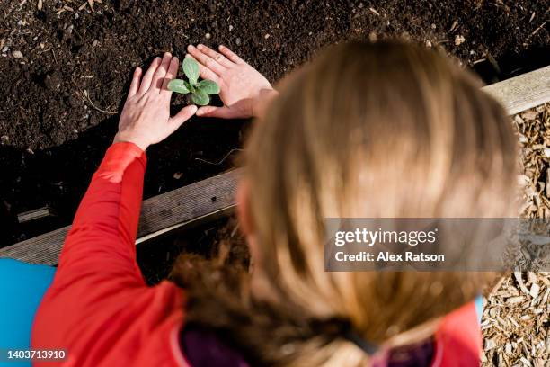 point of view angle looking over the shoulder of a woman planting in a garden - alex gardner stock pictures, royalty-free photos & images