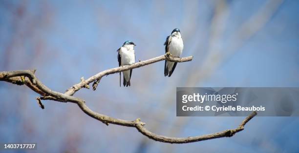 tree swallow (tachycineta bicolor) - zwaluw stockfoto's en -beelden