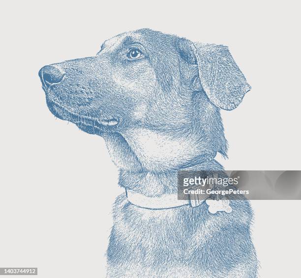 german shepherd dog in animal shelter hoping to be adopted - dog pound stock illustrations