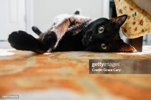 black cat rests in sunny spot on bedroom floor - korthaarkat stockfoto's en -beelden