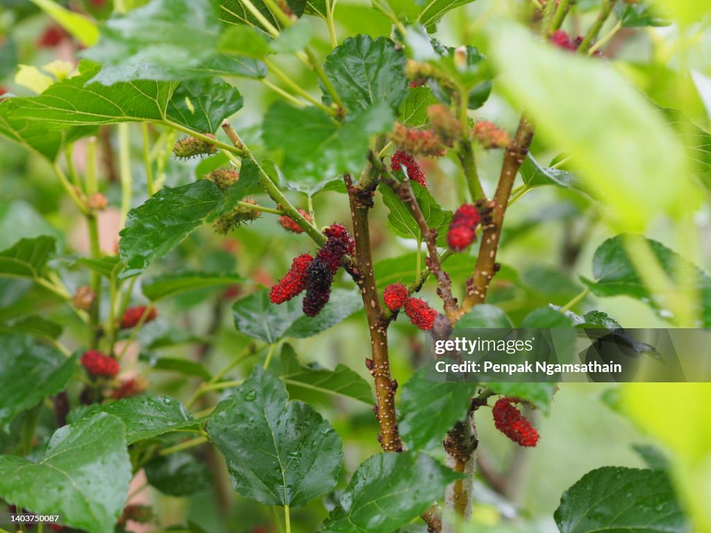 Mulberry Fruit Blooming Tree In Garden On Nature Background High-Res ...