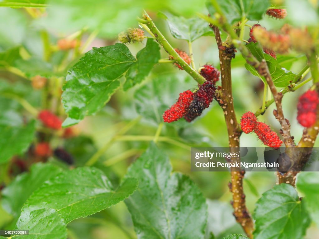 Mulberry Fruit Blooming Tree In Garden On Nature Background High-Res ...
