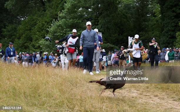 Rory McIlroy of Northern Ireland leaves the 15th tee as a turkey passes the tee box during the third round of the 122nd U.S. Open Championship at The...
