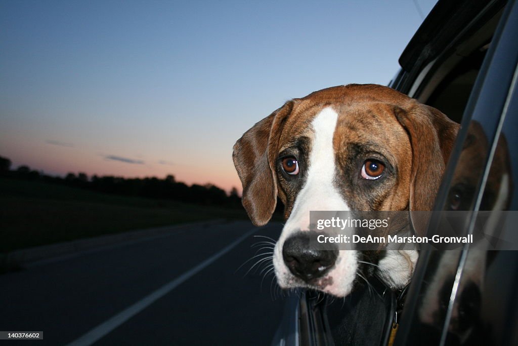 Dog looking out car window