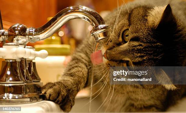 chat assoif&#233; - cat drinking water stock pictures, royalty-free photos & images