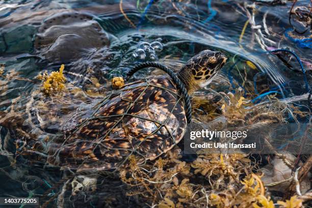 Hawksbill sea turtle is seen caught in fishing net known as 'ghost net' in Karimunjawa islands on June 12, 2022 in Central Java, Indonesia. A ghost...