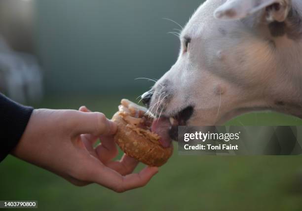 a dog and a dog treat - dog bone biscuit stock pictures, royalty-free photos & images