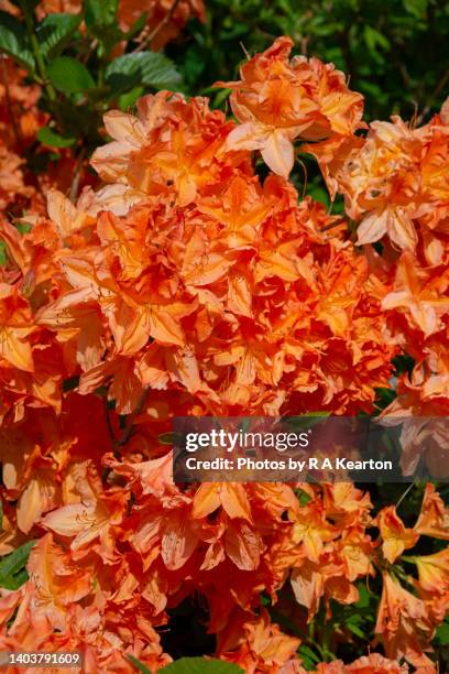 a vibrant orange deciduous azalea in spring - deciduous tree stock pictures, royalty-free photos & images
