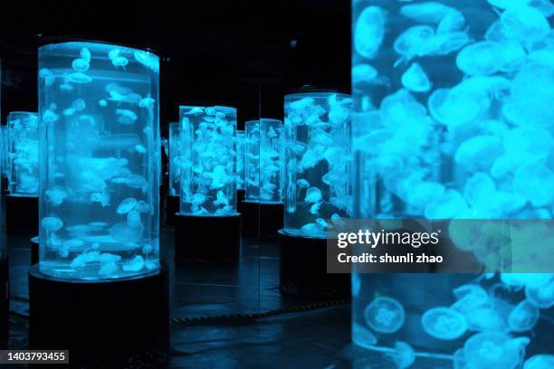 glowing jellyfishes in aquarium - tentacle stock pictures, royalty-free photos & images