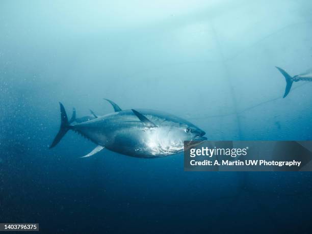 giant bluefin tuna (thunnus thynus) swimming inside a fishing net. - tuna stockfoto's en -beelden