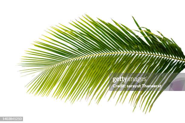 coconut leaves, white background isolates - frond stock pictures, royalty-free photos & images