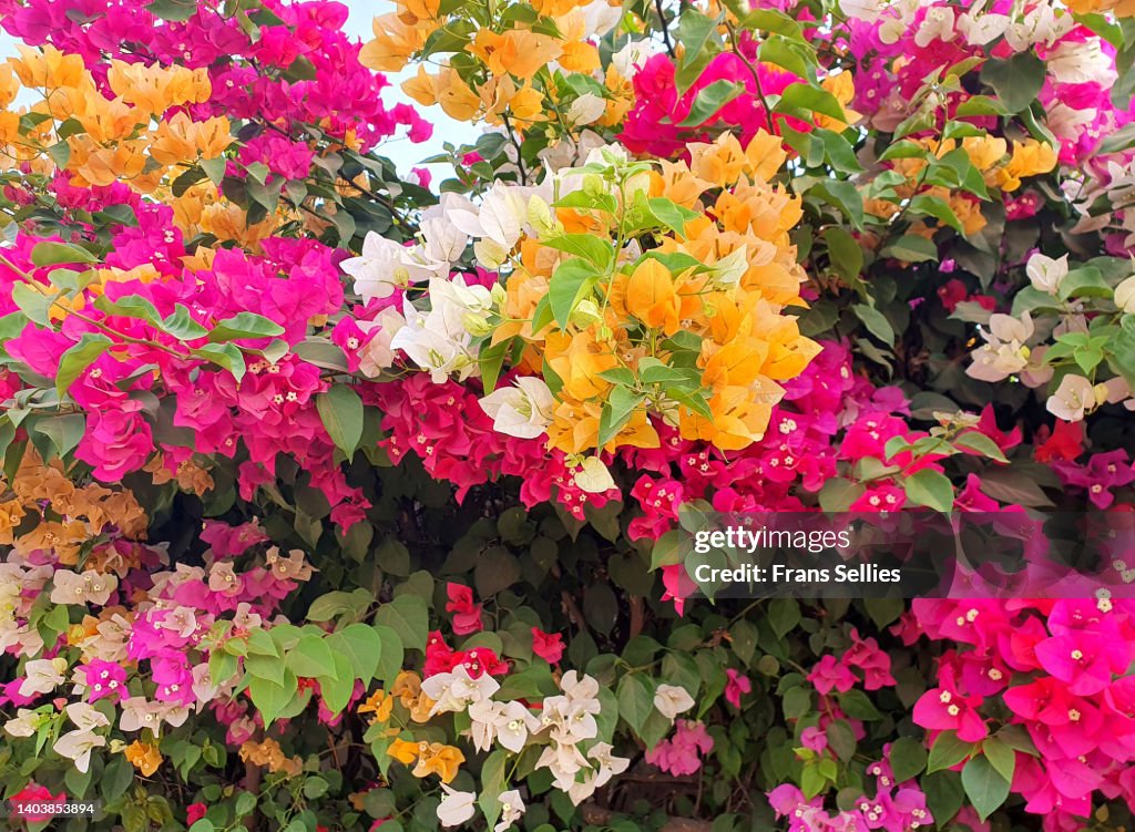 Abundant Bougainvillea in many colors