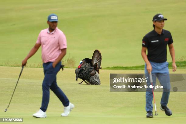 Wild turkey is seen on the fourth green as Sebastián Muñoz of Colombia and Min Woo Lee of Australia look on during the final round of the 122nd U.S....