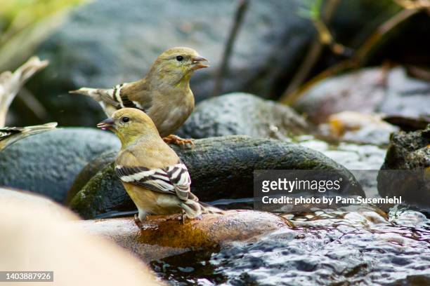 american goldfinches drinking from stream - finch stock pictures, royalty-free photos & images
