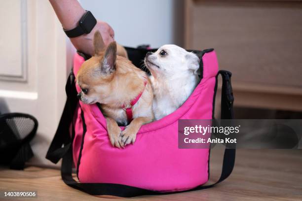 two dogs in a travel bag - chihuahua dog foto e immagini stock