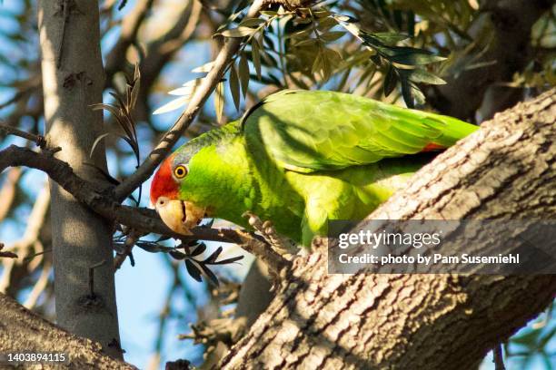red-crowned parrot perched in tree - red crowned amazon stock pictures, royalty-free photos & images