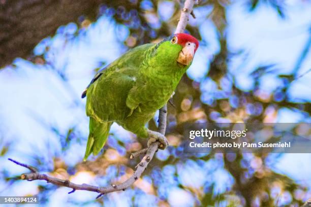 red-crowned parrot perched in tree - red crowned amazon stock pictures, royalty-free photos & images
