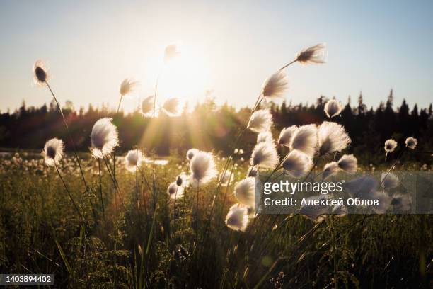 summer karelian landscape. cotton grass flowers in the karelian swamp at sunset. sun rays through the grass - wollgras stock-fotos und bilder