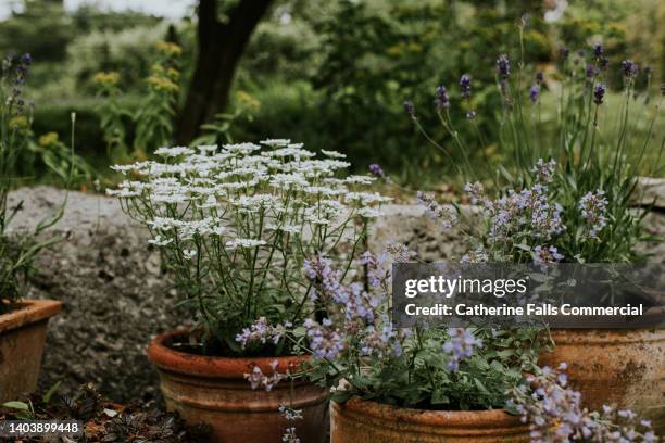an array of flowers in terracotta plant pots - watering pot stock pictures, royalty-free photos & images