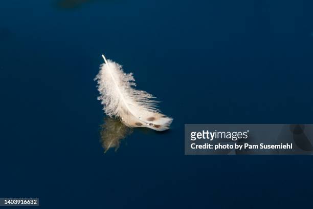 close-up of down feather from duck floating on water - down feather stock pictures, royalty-free photos & images
