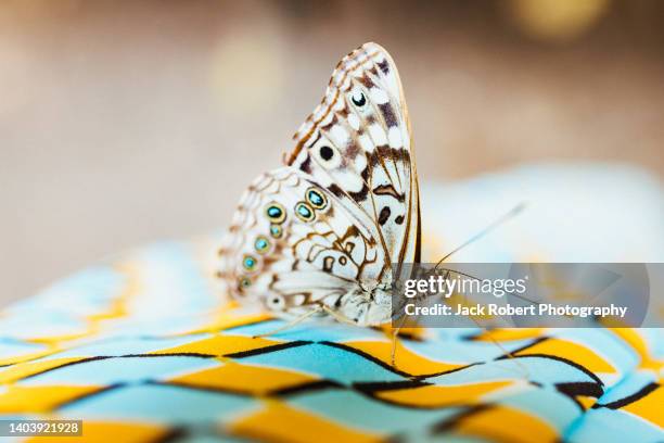 hackberry emperor butterfly - yellow perch stock-fotos und bilder