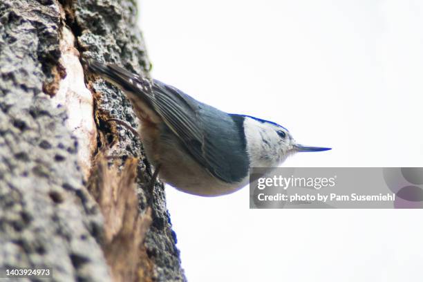 close-up of white-breasted nuthatch perched upside down on tree trunk - つつく ストックフォトと画像