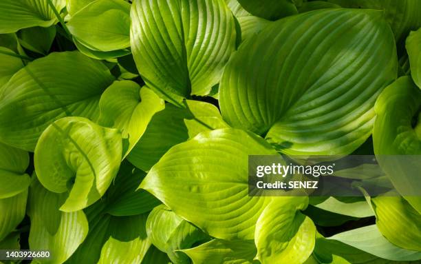 close-up view of the natural large green leaves of the hosta - hosta stock pictures, royalty-free photos & images