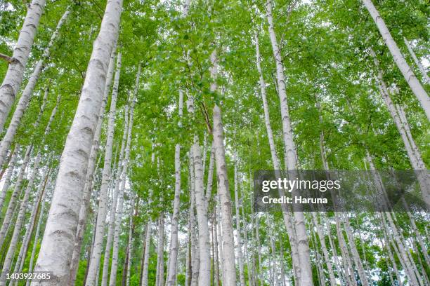 birch forest - birch forest ストックフォトと画像