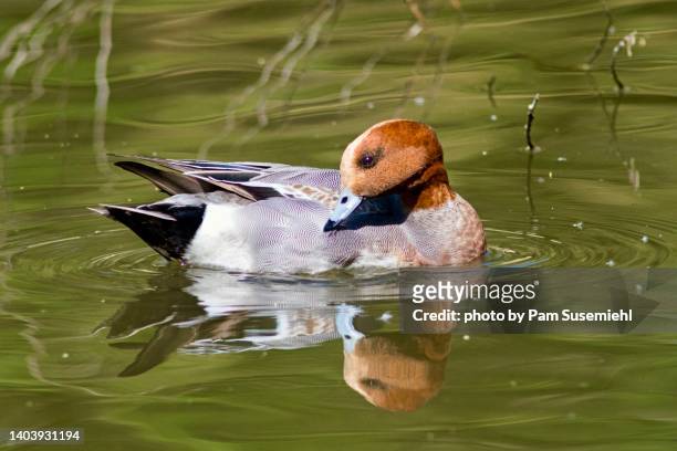 close-up of male european wigeon reflected while preening - preening stock pictures, royalty-free photos & images
