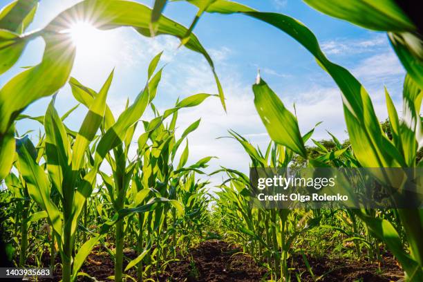 cornfield for harvest in the sunlight. agricultural ecological resource - maïs photos et images de collection