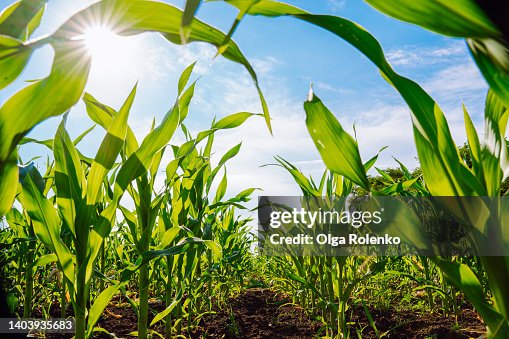 Cornfield for harvest in the sunlight. Agricultural ecological resource Cornfield for harvest in the sunlight. Agricultural ecological resource