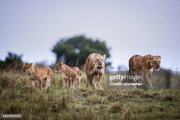 lionesses and their cubs walking in nature. - lion lioness stock pictures, royalty-free photos & images