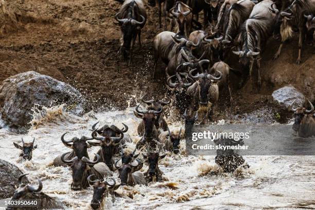 wildebeest annual migration! - wildebeest stampede stock pictures, royalty-free photos & images