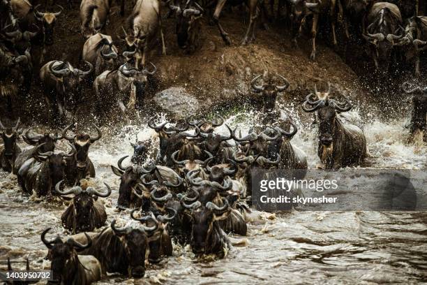 herd of wildebeest migrating across mara river. - wildebeest stampede stock pictures, royalty-free photos & images