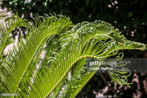 cycas revoluta, fern palm or sago palm, nre leaves - cycad stock pictures, royalty-free photos & images