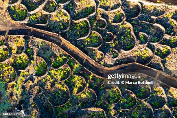 aerial view or road among vineyards - portugal vineyard stock pictures, royalty-free photos & images